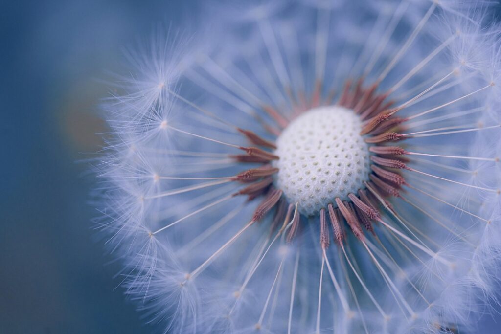 dandelion, flower, wildflower, nature, beautiful flowers, flower wallpaper, flower background, close up, macro