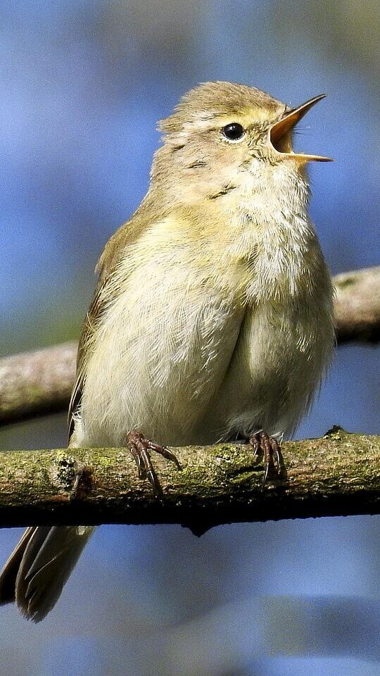 chiffchaff singing chiffchaff, bird, songbird, garden bird, nature, animal, chiffchaff, chiffchaff, chiffchaff, chiffchaff, chiffchaff