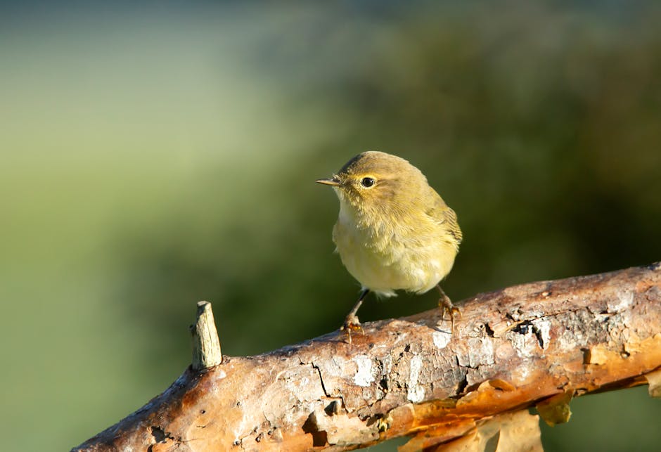 A small bird perched on a branch in nature, showcasing wildlife's delicate beauty.