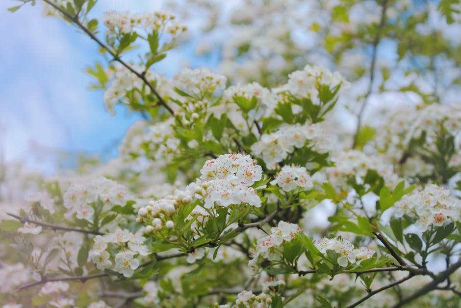 Close-up of white hawthorn blossoms on a tree branch under a blue sky.
