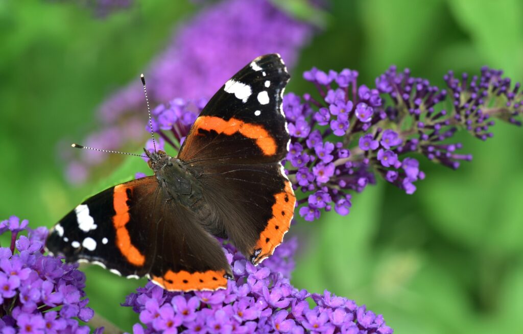 butterfly-3519447_1920