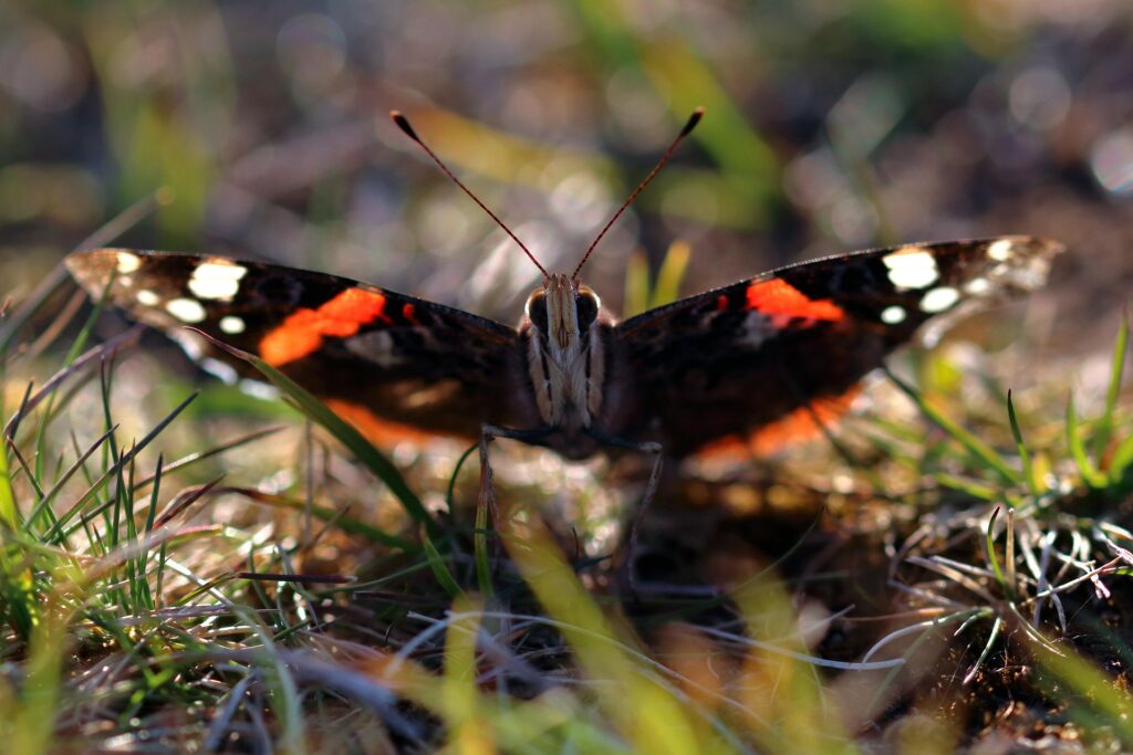 red-admiral-4263271_1920